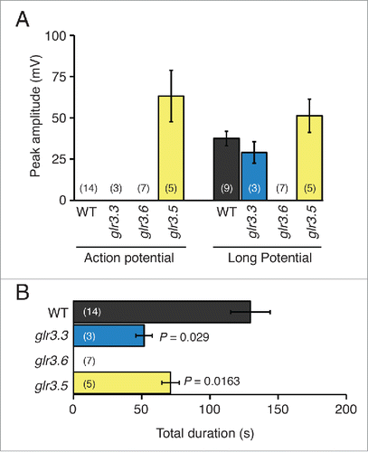 Figure 5. Amplitudes and durations of wound-induced systemic potentials between the root and SE/CCs in non-neighbor leaves of Arabidopsis thaliana wild type and single GLR mutants. (A) Average maximal (peak) amplitudes of transient potentials and long potentials produced by wild type (WT), and glr3.3, glr3.6, and glr3.5 single mutant plants, recorded with the EPG in the configuration shown in the inset of Fig. 4. (B) Average durations of the total systemic potentials in wild type (WT) and each of the mutant plants. Bars represent mean ± s.e.m. The number of plants is indicated in parentheses. Statistical differences between the mean amplitudes and durations of the potentials in wild type and each of the mutants were assessed with Student's t tests.