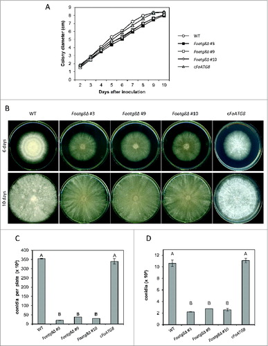 Figure 2 (See previous page). Hyphal growth and conidiation are reduced in Foatg8Δ mutants. (A) Freshly obtained microconidia (103) of the indicated strains were spotted onto PDA plates and incubated at 28°C. Colony diameter was measured daily during 10 d, starting on the second day to avoid the lag time. Graph represents growth curves of the indicated strains. Bars indicate the standard error from 3 independent replicates. (B) Representative images of the indicated strains 6 and 10 d after inoculation. (C) Total number of conidia recovered from PDA plates after 10 d growth at 28°C. Bars indicate the standard error from 3 independent replicates. Columns with the same letter are not significantly different (Duncan, P < 0.05). (D) Total number of conidia recovered from liquid cultures grown for 2 d with shaking at 28°C. Bars indicate the standard error from 3 independent replicates. Columns with the same letter are not significantly different (Duncan, P < 0.05).