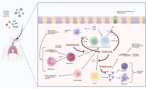 Figure 4 Inflammatory pathways underlying CRSwNP with current biologic agents approved for CRSwNP and their mechanism of action.