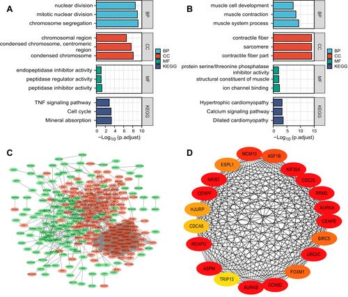 Figure 3 Gene ontology (GO) and Kyoto Encyclopedia of Genes and Genomes (KEGG) pathway analyses of differently expressed mRNA. (A) GO and KEGG pathway analyses of up-regulated genes. (B) GO and KEGG pathway analyses of down-regulated genes. (C) Protein–protein interaction network of differently expressed mRNA (red indicates up-regulation, and green indicates down-regulation). (D) Protein–protein interaction network of top 20 mRNAs. The color changes from dark red to light red indicate the MCC score changes from high to low.