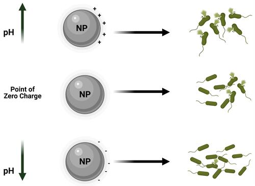 Figure 6 Schematic illustration of point of zero charge/NPs surface charge affects NPs bactericidal effects.