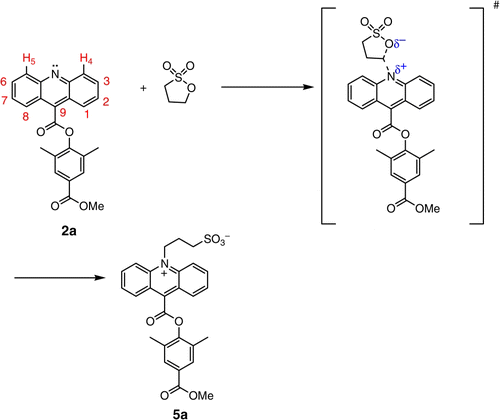 Figure 2.  N-Alkylation of acridine methyl ester 2a with 1,3-propane sultone Citation14. The reaction proceeds via a charged transition state and is facilitated by polar solvents such as the ILs [BMIM][PF6] and [BMIM[BF4].