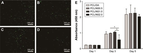 Figure 7 Fluorescence microscopy images of GFP transgenic fibroblasts on the (A) PCL/DA, (B) PCL/NS0.5, (C) PCL/NS1.0 and (D) PCL/NS2.0 films; (E) the cell viability measured using CCK8 assay at days 1, 3 and 5 post seeding.Note: Magnification ×200. *p<0.05.Abbreviations: CCK8, Cell Counting Kit-8; DA, dopamine; GFP, green fluorescent protein; NS, nanosilver; PCL, polycaprolactone.