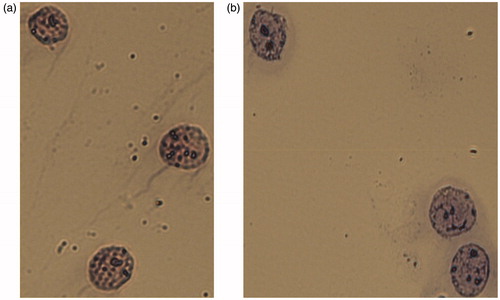 Figure 4. Nuclei of A431 cells. Integrity of nuclear membrane and absence of cytoplasmic residues confirmed by microscopic analysis after staining. (a) Mayer’s hematoxylin. (b) Romanovsky’s Azur-Eosin. Representative microphotographs are shown. 400X magnification.
