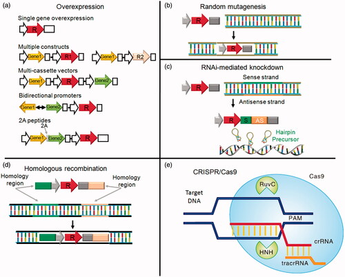 Figure 2. Engineering strategies for microalgae. (a) Overexpression strategies for a single gene or multiple genes. (b) Random DNA insertional mutagenesis. (c) RNAi-mediated gene knockdown. (d) Homologous recombination. (e) Targeted genome editing by CRISPR/Cas9 technology. Abbreviations: R, resistance marker; Gene, interested gene(s); S, sense strand; AS, antisense strand; RuvC, RuvC nuclease domain; PAM, protospacer adjacent motif; HNH, HNH nuclease domain; crRNA, CRISPR RNA; tracrRNA, trans-activating crRNA.