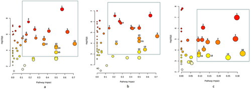 Figure 10 Enrichment analysis of metabolic pathways in three groups of samples. (a) Disturbed metabolic pathways in the sham group vs the model group. (b) disturbed metabolic pathways in the sham group vs the BSHXF group. (c) Disturbed metabolic pathways in the BSHXF group vs the model group.