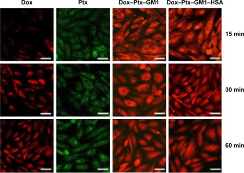 Figure 7 Cellular uptake of Dox and Ptx from control solutions and from Dox–Ptx–GM1 and Dox–Ptx–GM1–HSA mixed micelles at 15, 30, and 60 min.Notes: The scale bars indicate 20 μm. Red color corresponds to fluorescent Dox and green color to fluorescent Ptx (7-O-[N-(4′-fluoresceincarbonyl)-l-alanyl]taxol, Flutax), while orange color refers to the overlapping of red Dox and green Ptx.Abbreviations: Dox, doxorubicin; GM1, monosialoglycosphingolipid; HSA, human serum albumin; Ptx, paclitaxel; min, minutes.