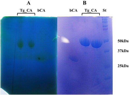 Figure 4. Protonography and SDS-PAGE of recombinant Tg_CA. Affinity chromatography purified Tg_CA was mixed with Loading Solution Buffer (LSB) containing SDS 0.1% and loaded onto the gel in duplicate. (a) Developed protonogram showing the CO2 hydratase activity of Tg_CA. (b) SDS-PAGE of purified recombinant Tg_CA. The yellow bands (lane Tg_CA, panel A) on the protonogram correspond to the enzyme activity responsible for the drop in pH from 8.2 to the transition point of the dye in the control buffer. SDS-PAGE demonstrated that these bands had an apparent molecular weight of 47 kDa (lane Tg_CA, panel B). The bCA lane (panel A and B) contains the commercial bovine CA used as a positive control, while the molecular markers are shown in lane St.