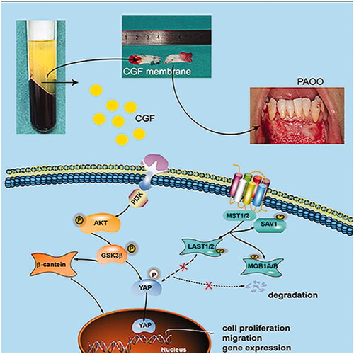 Figure 7. Schematic of the detailed mechanisms involved in CGF-mediated regeneration of GMSCs.