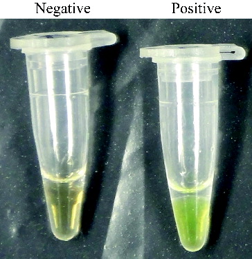 Figure 4. SYBR green I fluorescent dye-mediated monitoring of pork specific RealAmp assay amplification.