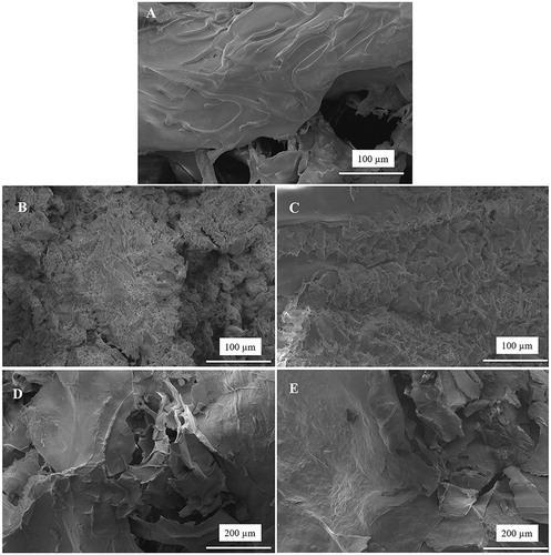 Figure 9. SEM images of the adhered HaCaT cells on the pristine (A) CHT/SS, (B) CHT/SS/0.01LA, (C) CHT/SS/0.02LA, (D) CHT/SS/100nZnO, and (E) CHT/SS/250nZnO. Scale bars are 100 and 200 μm.
