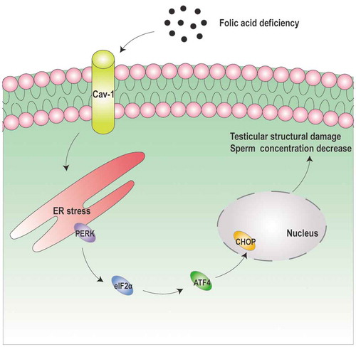 Figure 7. The schematic illustration of folic acid deficiency damages male reproduction. Folic acid deficiency could induce the apoptosis of cells in the male reproductive system in vivo and in vitro. Folic acid deficiency-induced apoptosis was also mediated by downregulating Cav-1 expression, then activating endoplasmic reticulum stress-associated PERK-eIF2α-ATF4-CHOP pathway