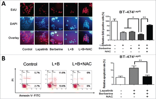 Figure 4. ROS involved in berberine-induced apoptosis. Lapatinib-resistant cells were treated with lapatinib alone (2 μM), berberine alone (2 μM), a combination of lapatinib and berberine (L+B), and a combination of lapatinib, berberine and NAC (2 mM) (L+B+NAC). Apoptosis of the cells was detected. (A) EdU staining was performed and showed a significantly difference between the presence and absence of NAC in berberine-induced apoptosis in BT-474LapR cells. Meanwhile, this provides additional evidence for sensitization of berberine. (B) The column shows that NAC can decrease the apoptosis rate in BT-474LapR cells treated with lapatinib and berberine. *p < 0.05, **p < 0.01. A line spanning 2 groups indicates that the effect of combination treatment differs significantly from that of individual treatment. (C) Flow cytometry was used to demonstrate the effect of berberine-induced apoptosis in BT-474LapR cells. (D) The column shows the flow cytometry results, **p < 0.01.