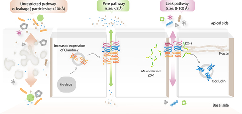 Figure 2. Tight junction-dependent paracellular permeability pathways. There are the well-known paracellular permeability pathways including leak, pore, and unrestricted pathways. Leak and pore are tight junction-dependent paracellular permeability pathways. Indeed, leak pathway is a size-selective permeability whereas pore pathway is size- and charge-selective permeability. Of note, pore-forming tight junction is sometimes called as paracellular ion channel. Conversely, unrestricted pathway occurs at the site of apoptotic cells or tissue damage.