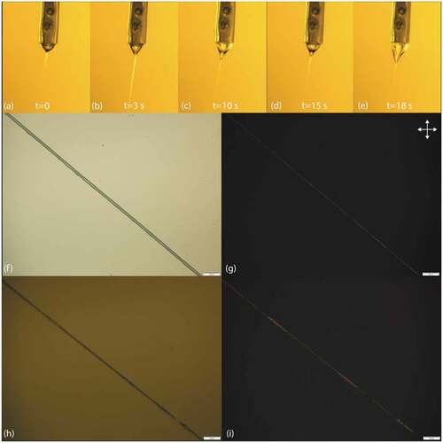 Figure 5. (Colour online) Taylor cone at (a) 0 s, (b) 3 s, (c) 10 s, (d) 15 s, and (e) 18 s and micrographs of the uncrosslinked (f & g) and crosslinked (h & i) PVA-PAA fibres filled with cholesteric LC, observed in reflection mode with polarising optical microscopy between and without crossed polarisers. Scale bars 20 µm. Corresponding Taylor cone movie attached as Supplemental Movie 5.