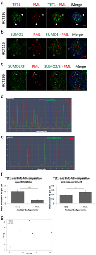 Figure 2. TET1 and promyelocytic leukemia protein (PML) are independent nuclear body proteins. (a) TET1 and PML show no co-localization as indicated by white arrowheads proteins in HCT116 cells (n = 3). To assess the ability of PML-NBs to recruit partner proteins, we co-immunostained PML-NBs with (b) SUMO1, and (c) SUMO2/3 (n = 3). The overlay of PML and SUMO isoforms is indicated by arrowheads and is confirmed by co-localization profile analysis in (d) and (e) (Scale bar: 5µm). (f) Comparative post-confocal analysis of count and size in 274 cells showing that PML-NBs are significantly fewer but larger in size with respect to the novel TET1-NBs in HCT116 cells. Error bars here represent the standard deviation of means (*p < 0.05; ***p < 0.001). (g) Pearson’s scatter plot shows no correlation between PML-and TET1-NBs in 562 cells (r = 0.6597; p = 0.5414).