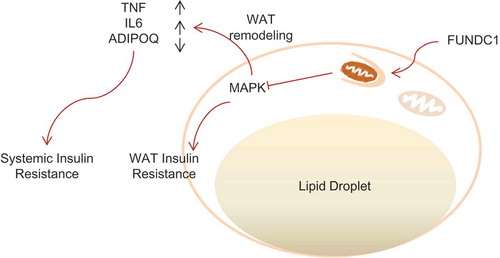 Figure 7. A schematic diagram illustrating defective FUNDC1 impairing mitochondrial QC accelerates dietary-induced metabolic disorders. Schematic shows the proposed mechanism by which FUNDC1-mediated mitophagy and mitochondrial QC is linked to metabolic regulation. Ablation of Fundc1 leads to dysfunctional mitochondria accumulation in WAT, partially due to the defective mitophagy. The ROS outburst from the damaged mitochondria could lead to MAPK activation and subsequent insulin resistance in WAT. MAPK activation would also result in WAT remodeling, which includes ATMs infiltration, M1 macrophage polarization, inflammatory responses and abnormal ADIPOQ secretion. The elevated level of inflammatory cytokines and decreased level of ADIPOQ would then act as circulating factors responsible for systemic insulin insensitivity.
