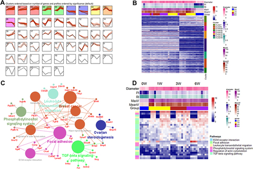 Figure 6 STEM analysis to identify gene clusters and pathways. (A) identification of eight clusters (cluster 48, 42, 49, 29, 30, 1, 9, 40) based on STEM analysis of the genes from key WGCNA modules; (B) the heat map of genes in the eight significant clusters; (C) the KEGG pathways identified by the Cluego. (D) the expression patterns of genes involved in six important biological functions.
