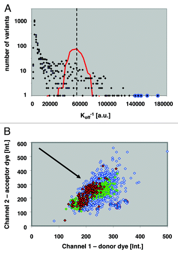 Figure 1. Clonal well-based quantitative Fab library screening: (A) An example affinity histogram from five “co-optimized residue pair” CDR-L3 libraries. the histogram shows affinity distribution for 17,500 clones in off-rate limited ELISA format. Red line indicates distribution of adalimumab Fab koff levels; dashed line median koff of adalimumab Fab; blue circles mark double mutants with slowest dissociation rates. (B) Diagram of ratiometric Time-Resolved Fluorescence Resonance Energy Transfer (TR-FRET) competition assay of hits from the Anchor-Point Cooptimization (APC) library. Red diamonds, Ratiometric measurement of adalimumab Fab; green diamonds, Best single-substitution variant; blue diamonds, APC recombination library clones; blue circles, Confirmed hits with slowest dissociation kinetics. Direction of arrow indicates decreasing off-rates.