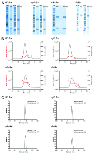 Figure 2. Characterization of human, cynomolgus monkey, mouse and rat FcRn by SDS-PAGE (A), analytical HP-SEC-MALS (B) and DLS (C). The characterization of all four FcRn molecules showed high purity, homogeneity and correct molecular weights for all FcRn preparations (see Results for details). red., reducing conditions; non-red., non-reducing conditions.