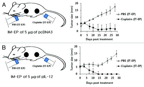 Figure 6. Mechanism(s) for antitumor therapeutic synergy by IT-EP of cisplatin plus IM-EP of IL-12 cDNA. Groups of mice (n = 5/group) were challenged s.c. into the right and left flanks with 5 × 105 B16 cells/mouse. When tumor size reached 5–6 mm on each flank, the left tumor was treated once with PBS by IT-EP while the right one with cisplatin (2.5 mg/kg) by IT-EP. These mice were concurrently treated with 5 μg of pcDNA3 (A) and IL-12 cDNA (B) by IM-EP at 0, 4 and 11 d. Tumor sizes were measured over time. *p < 0.05 compared with PBS.