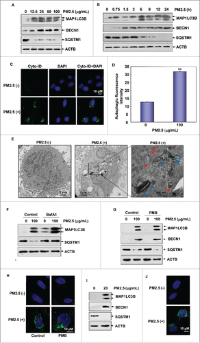 Figure 2. PM2.5 exposure induced autophagy in human bronchial epithelial cells. (A and B) Beas-2B cells were left untreated or were treated with PM2.5 as described in Fig. 1A and 1E. Then, the expression levels of MAP1LC3B, BECN1 and SQSTM1 were examined. (C) Beas-2B cells were left untreated or were treated with PM2.5 (100 μg/mL) for 24 h; then, autophagy was examined under confocal microscopy after the cells were stained with Cyto-ID Green Autophagy Detection Reagent. (D) Beas-2B cells were treated with PM2.5 and were stained with Cyto-ID Autophagy Detection Reagent as described in (C). Then, the cells were collected and subjected to a flow cytometric analysis to quantitatively measure the autophagic fluorescence intensity inside the cells (**, P < 0.01). (E) TEM of Beas-2B cells untreated (left panel) or treated with 100 μg/mL of PM2.5 for 24 h (middle and right panels). The right panel shows a high-magnification image of the indicated region in the middle panel. Red arrows indicate double-membrane autophagic vesicles. Blue arrows indicate the particles taken up by the cells. (F) Beas-2B cells were treated with PM2.5 (100 μg/mL) alone or in combination with BafA1 (0.1 μM) during the final 4 h before the cells were harvested. Then, the expression levels of MAP1LC3B and SQSTM1 were examined 24 h after PM2.5 exposure. (G) Beas-2B cells were treated as described in Fig. 1F, and the expression levels of MAP1LC3B, BECN1 and SQSTM1 were measured. (H) Beas-2B cells were treated as described in Fig. 1F, and autophagy was examined under confocal microscopy after the cells were stained with Cyto-ID Green Autophagy Detection Reagent. (I) Primary human bronchial epithelial cells were left untreated or were treated with PM2.5 (20 μg/mL) for 24 h. Then, the expression levels of MAP1LC3B, BECN1 and SQSTM1 were measured. (J) Primary human bronchial epithelial cells were treated as described in (I) and autophagy was examined under confocal microscopy after the cells were stained with Cyto-ID Green Autophagy Detection Reagent.