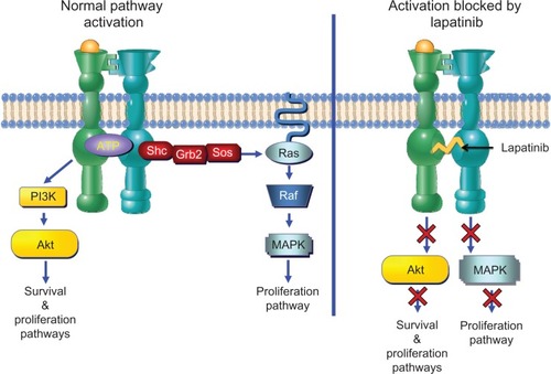 Figure 1 Mechanism of action of lapatinib. ERBB2 homodimerization or heterodimerization with other family members is promoted by binding of ligand (such as epithelial growth factor), and possibly by high receptor density secondary to ERBB2 amplification. Two key signaling pathways activated by receptor dimerization and activation are the Pi3K-Akt pathway, which promotes both cell survival and cell cycle progression, and the mitogen-activated protein kinase (MAPK) pathway, which stimulates proliferation. Lapatinib blocks the catalytic cleft of the ERBB1 and ERBB2 receptors, thereby preventing adenosine triphosphate binding and subsequent receptor phosphorylation leading to inhibition of downstream mitogenic signaling cascades.