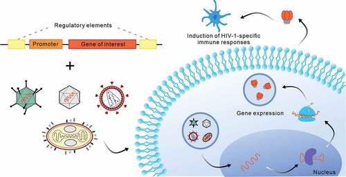 Figure 3. Transduction pathway of viral vectored nano-vaccines for gene delivery against HIV-1. The details of the trafficking pathway are not entirely clear. Viral vectors are thought to trigger internalization by endocytosis. The viral particles are transferred to the nucleus via the nuclear pore complex. In the nucleus, viral DNA is released by uncoating, followed by transcription and exporting messenger RNA for translation. The product of gene expression elicits HIV-1-specific immune responses after release.
