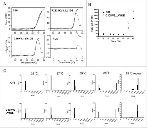 Figure 7. (A) Absorbance change derived from dynode voltage during thermal scan of 20 μM scFv at 218 nm derived from data in Figure 5. (B–C) Dynamic light scattering of 10 μM of C10 and C10KV3_LV1DE at various temperatures. (B) Averaged static molecular weight calculated over increasing temperature. (C) % mass graphed as a function of hydrodynamic radius. Data represents 20 scans of 30 secs (for a total of 10 min) at the set temperature. C10 and C10KV3_LV1DE were calculated to be >99% monomeric at 25°C. The plots are representative of at least 2 independent experiments.