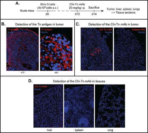 Figure 2. In vivo biodistribution of the Chi-Tn mAb. (A) Nude mice were grafted s.c. with 4 × 106 Shin-3 tumor cells, and were injected i.p. on day 12 with the Chi-Tn mAb or the control mAb at 20 mg/kg. On day 14, solid tumor and organs were removed and sectioned for immunofluorescence (IF) studies. (B) To detect Tn-positive cells, tissue sections were labeled with the Chi-Tn mAb, and with GaH-Fc-Biot and Sa-Cy3. (C) and (D) To detect the presence of the Chi-Tn mAb (or control mAb, red), tumor (C) or tissues (D) sections were labeled directly with GaH-Fc-Biot and Sa-Cy3. Nuclei were labeled using DAPI (blue), and images were acquired by microscopy.