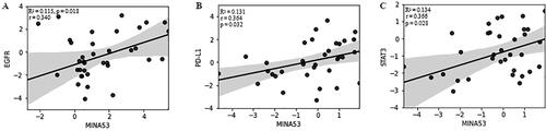 Figure 2. Linear regression and correlation analysis of the expression levels of (A) MINA53 and EGFR in LUAD samples; (B) MINA53 and PD-L1; (C) MINA53 and STAT3 in patients with LUSC.Note: Criteria: Linear fit-line, 95% CI band and R2 are shown to illustrate the linear correlation between log2RQ values of both variables. The Pearson’s coefficient (r) and the p-value (p) are displayed.