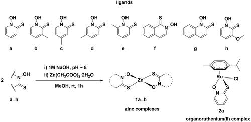 Scheme 1. Chemical structures of investigated pyrithionato ligands a–h, synthesis of zinc complexes 1a–h and organoruthenium complex 2a.