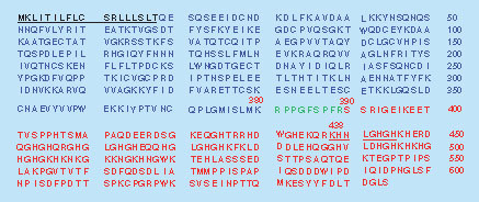 Figure 1. Amino acid sequence of high-molecular-weight kininogen (Gln19-Ser644; Uniprot v186, accession number P01042).Proteolytic cleavage by circulating kallikrein releases bradykinin (Arg381-Arg389, green), and the cHMWK that is composed of a heavy chain (Gln19-Lys380, blue) and a 56 kDa light chain (Ser390-Ser644, red) linked by an interchain disulfide bond (Cys28 and Cys614). Further cleavage of the 56 kDa light chain by kallikrein gives rise to a 46 kDa light chain (Lys438-Ser644) and exposure of a unique C-terminus with the SP generated following chymotrypsin digestion underlined from Lys438 to His445.SP: Surrogate peptide.