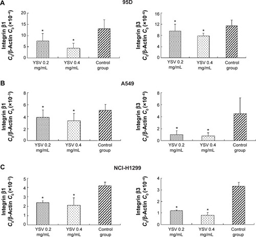 Figure 5 Real-time PCR analysis of mRNA level of integrin β1 and integrin β3 in the 95D, A549, and NCI-H1299 cells after treated with YSV in vitro.