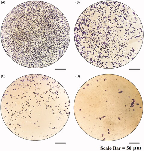 Figure 15. Microscopic images of MCF-7 cells treated with modified nanohesperidin loaded in PLGA- Polixamar 407 and stained with crystal violet.
