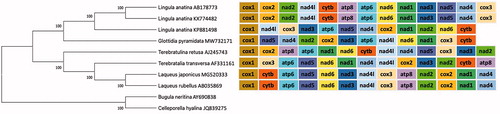 Figure 1. Maximum-likelihood phylogeny of the inarticulate Glottidia pyramidata in the phylum Brachiopoda. The tree was obtained with MEGAX and is based on concatenated sequences of 12 protein-coding genes (atp8 was excluded) from eight brachiopod species and two outgroups chosen from the phylum Bryozoa. GenBank accession numbers are presented after species names. The number below or above the branches indicate bootstrap support values above 95%. All known gene orders of Brachiopoda were mapped on the obtained phylogeny.