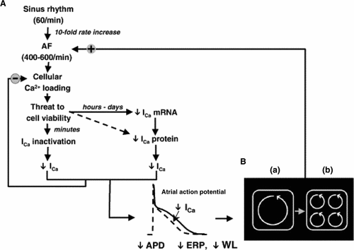 Figure 1. (A) A conceptual schema of the pathogenesis of atrial-tachycardia remodelling, leading to the development of atrial fibrillation (AF). As AF increases the heart rate by 10-fold, intracellular Ca2+ loading, a threat to cell viability occurs. In a short time (within minutes) the protective mechanism L-type Ca2+ channel current (ICa) is inactivated partly by intracellular Ca2+-dependent inactivation mechanism. Subsequently (hours to days), the expression of mRNA encoding L-type Ca2+ channel decreases followed by its protein expression reduction and ICa reduction, resulting in an abbreviation of both action potential duration (APD) and effective refractory period (ERP). Thus, the wavelength (WL), which is obtained by the product of conduction velocity and ERP, is reduced. (B) The number of waves that fit onto the atrial surface at any given time clearly depends on WL. (a) In a normal-size atrium with normal WL, only one wave can exist, thus sustained AF cannot be developed. (b) When WL is reduced by decreased ERP due to ICa down-regulation, as described in A, many waves can be accommodated in a same size of atrium, thus AF is likely to be sustained. (Figure adapted with permission Citation[13]).