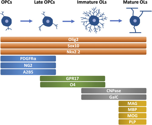 Figure 1 Oligodendrocyte Lineage Development and Specific Markers in Each Stage (mammals). OPCs, oligodendrocyte precursor cells. OLs, oligodendrocyte. PDGFRα, platelet-derived growth factor receptor α. CNPase, 2′,3′-cyclic nucleotide 3′-phosphodiesterase. GalC, galactocerebroside C. MAG, myelin associated glycoprotein. MBP, myelin basic protein. MOG, myelin oligodendrocyte glycoprotein. PLP, proteolipid protein.