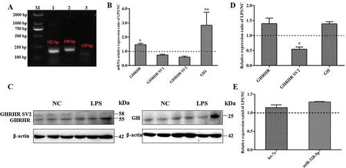 Figure 1. GH and GHRHR SVs expression analysis in primary pituitary cells after LPS treatment. (A) Relative GHRHR SVs and GH1 mRNA expression ratio of LPS-treated cells versus the corresponding control cells by qRT-PCR. (B) Identification of GHRHR SVs in pig primary pituitary cells. M represents Marker DL2000; 1, 2, 3 represent the transcripts of GHRHR, GHRHR SV2 and GHRHR SV1, respectively. (C) The protein expression ratio of GHRHR SVs and GH in LPS-treated cells versus the control cells by western blot detection. (D) The relative intensity ratios obtained from (C). (E) let-7e and miR-328-5p expression ratio in LPS-treated cells versus the control cells. * p < 0.05; ** p < 0.01