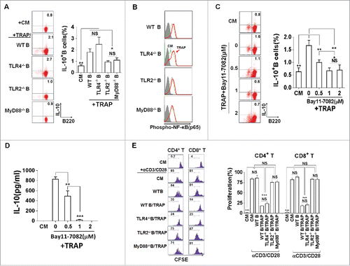 Figure 4. TRAPs induce IL-10-producing B cell via TLR2-MyD88-NF-κB dependent signaling pathway. (A) B cells purified from WT, TLR2-, TLR4-, or MyD88 deficient mice were stimulated with TRAPs (3 μg/mL) for 72 h. Frequency of IL-10-producing B cells was determined by flow cytometry. (B and C) B cells purified from WT mice were pre-treated with NF-κB inhibitor Bay11–7082 at different concentrations for 60 min, and then stimulated with TRAPs (3 μg/mL) for 72 h. Frequency of IL-10+ B cells was assessed by flow cytometry (B). IL-10 levels in supernatants were measured by ELISA (C). (D) B cells purified from WT, TLR2-, TLR4-, or MyD88 deficient mice were stimulated with TRAPs (3 μg/mL) for 1 h, and the expression of pNF-κB p65 was determined by flow cytometry. (E) CFSE-labeled CD4+ T or CD8+ T cells purified from WT mice were stimulated with plate-bound anti-CD3/anti-CD28 mAb and were either cultured alone (T cells only) or were co-cultured with TRAP-induced B cells (3 μg/mL) from WT, TLR2-, TLR4-, and MyD88 deficient mice at ratio of 1:1 for 4 d. T cell proliferation was evaluated by flow cytometry. Data (mean ± s.e.m) are representative of three independent experiments. ** p < 0.01, *** p < 0.001 by unpaired t-test.