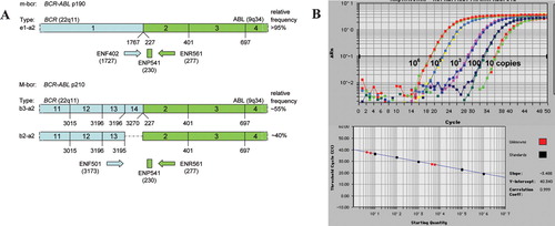 Figure 2. Schematic representation of the strategy to detect by PCR a fusion gene generated by a chromosomal translocation and minimal residual disease(MRD) quantification by RQ‐PCR method. Panel A: schematic diagram of the BCR‐ABL p190 and p210 fusion transcripts generated by two alternative BCR breakpoints of the t(9;22) translocation. Alternative splicing and relative frequency are also indicated. The red arrows indicate the relative position of the primers used for RQ‐PCR detection. In pink is the fluorescent ‘TaqMan’ probe. Panel B indicates a typical dilution curve of a positive sample (top) to define a standard curve (bottom) for quantitative assessment of unknown samples amplified for BCR‐ABL transcript.