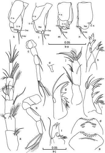 Figure 3. Racovitzaibathynella beninensis sp. n. (a, b, d, f, h, j–n) Male holotype. (c, e, g, i) Female allotype. (a) Antennule (dorsal view); (b) antenna (dorsal view); (c) antenna, female (dorsal view); (d) labrum; (e) labrum, female; (f) mandible; (g) mandible, female; (h) maxillule; (i) maxillule, female; (j) maxilla (dorsal view); (k) thoracopod VIII (latero-external view); (l) thoracopod VIII (latero-internal view); (m) thoracopod VIII (latero-external view); (n) thoracopod VIII (latero-internal view); (o) thoracopod VIII of female allotype (ventral view). Scale bars in mm.