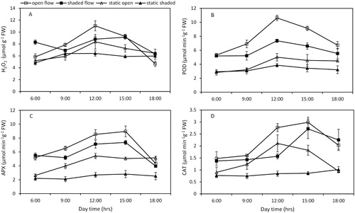 Figure 4. Hourly concentration of H2O2 (A) and activities of POD (B), APX (C), and CAT (D) in Ceratophyllum demersum plants grown under the four growth conditions. The data presented are the means of three replicates, and the vertical bars denote the standard deviation.