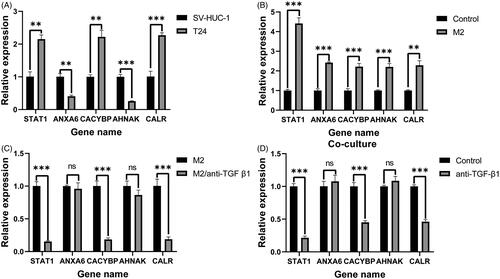 Figure 9. RT-qPCR validation of five IAGs expression in BC cells. The significant differences in the expression levels of five IAGs between T24 and SV-HUC-1 cell lines (A). Among these five IAGs, STAT1, CACYBP and CALR were upregulated, ANXA6 and AHNAK were downregulated in T24 cells. Compared with the unstimulated T24 cells, the expression of five IAGs was significantly elevated in T24 cell lines after stimulated with the supernatant of M2 TAMs (B). The expression levels STAT1, CACYBP and CALR were significantly downregulated in T24 cells when stimulated with the low TGF-β1 supernatant of M2 TAMs (C). The mRNA levels of STAT1, CACYBP and CALR were decreased by inhibiting the concentration of TGF-β1 in the coculture system. However, no significant changes in the expression levels of ANXA6 and AHNAK by inhibiting the concentration of TGF-β1 in the co-culture system (D). **p <.005; ***p <.0005.
