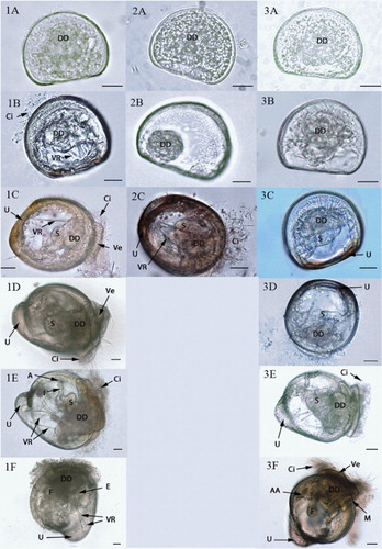 Figure 6 Light microscopy images of D-stage to late umbo stage C. gigas larvae showing overall organogenesis and microalgal content in stomachs over the rearing period within controls (1A–1F) and larvae exposed to 0.2 M trehalose (2A–2C) and 0.4 M trehalose (3A–3F). A, B, C, D, E and F represent larvae that were 1, 3, 5, 9, 13, 17 and 21 days old, respectively. Abbreviations: A, anus; AA, anterior adductor muscle; Ci, cilia; DD, digestive diverticulum; E, oesophagus; F, foot; I, intestine; M, mouth; S, stomach; U, umbo; Ve, velum; VR, velum retractor muscles. Scale bars = 20 µm.