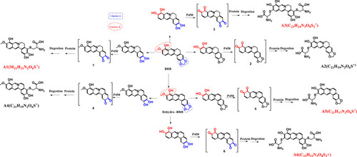 Scheme 2 Proposed pathways of protein and amino acid adduct formation as a result of BRB metabolism (A1-A6).