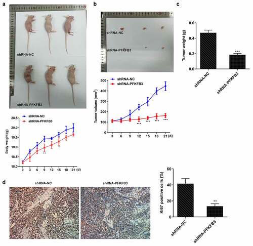 Figure 9. PFKFB3 knockdown by transfection with shRNA-PFKFB3#2 inhibited the growth and metastasis of CSCC in vivo. (a) The growing curve of mice body weight. (b) The growing curve of mice tumor volume. (c) Mice tumor weight. (d) Ki-67 expression in tumor tissues was measured with immunohistochemistry. Magnification, x200. *P < 0.05, **P < 0.01 and ***P < 0.001 vs. shRNA-NC