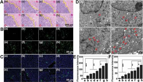 Figure 13. Assessment of tumor cell apoptosis and autophagic vesicles post treatment in situ.