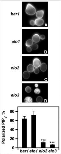 Figure 9. Loss of VLCFA elongation results in PIP2 mislocalization. (A-D), pGAL1-GST-GFP-PHPLCδ was used to express the PHPLCδ protein. For induction, cells were incubated with galactose for 2 hr. 20 μg/ml α factor was added 1 hr before protein visualization. PIP2 polarization was visualized using a Leica DRME fluorescence microscope using 100X optics and a GFP filter. E, the percentage values of properly localized PHPLC were determined using 500 cells. n = 5; ***p < 0.0001.