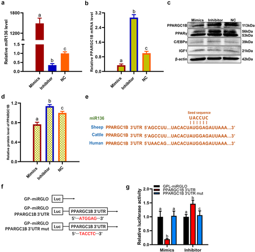 Figure 4. miR136 inhibited PPARGC1B expression via directly binding to 3′UTR. (a) miR136 level in 293 T cells after different treatment. (b) PPARGC1B mRNA expression in 293 T cells after different treatment. (c) The protein expression of PPARGC1B, PPARγ, C/EBPα and IGF1 in 293 T cells after different treatment. (d) PPARGC1B protein level in 293 T cells after different treatment. (e) Sequence alignment of miR136 on the 3′ UTR of PPARGC1B from different organisms. (f) Schematic diagram showing miR136 binding sites and mutation in PPARGC1B 3ʹUTR. (g) Regulation of PPARGC1B via miR136 targeting its 3′ UTR was detected with luciferase reporter assays in 293 T cells. Data are presented as ‘mean ± SD’. Different lowercase letters at the top of each bar denote significant differences among groups. The difference among groups was compared by one-way ANOVA with Tukey’s post hoc test, P < 0.05.